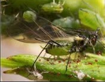 Aphid midge on a plant stem