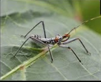 Assassin bug on a leaf