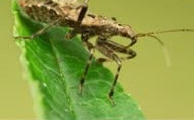 Damsel bug on foliage