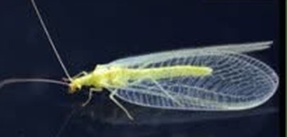 Green lacewing resting on a dark surface