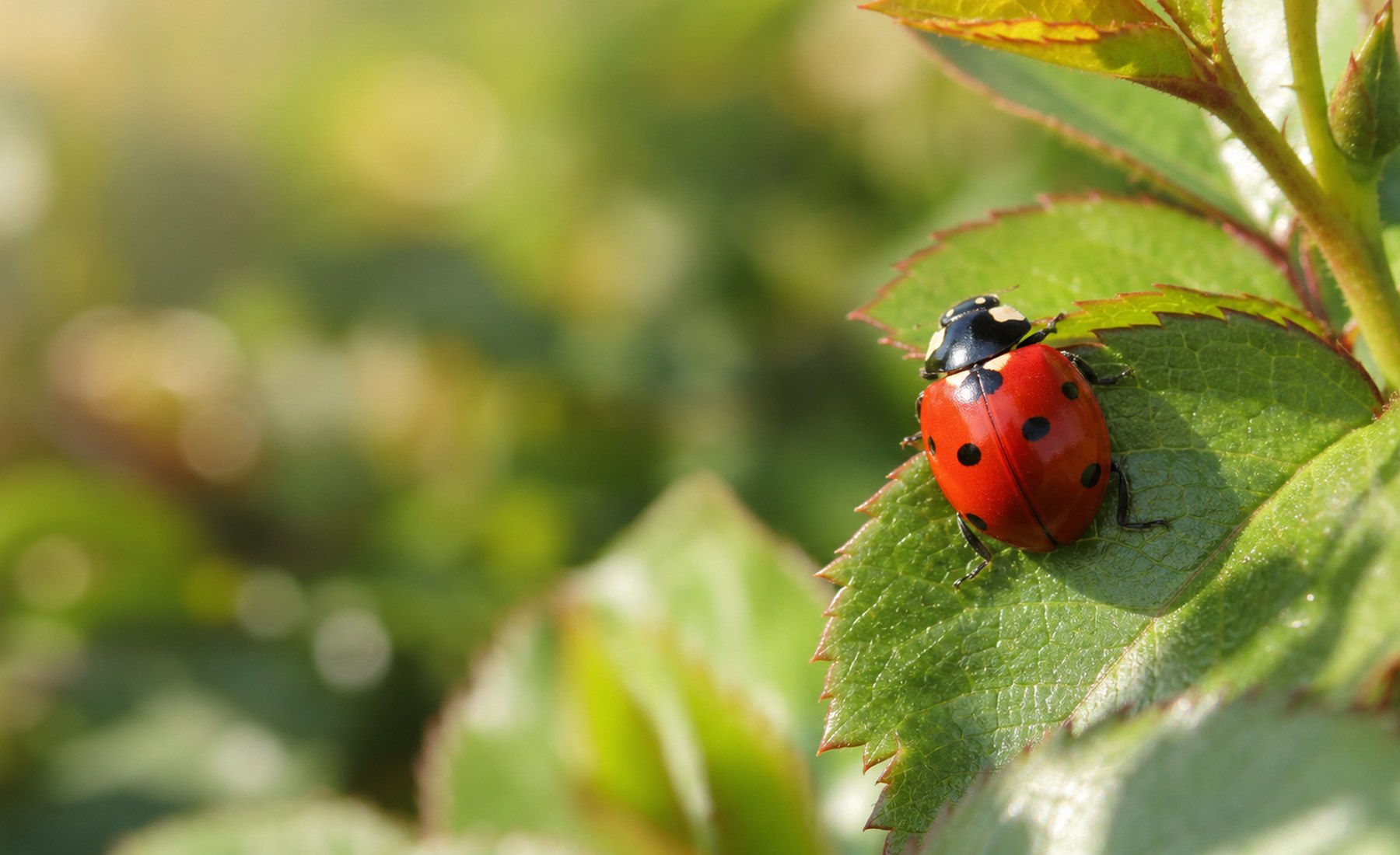 Ladybug resting on rose foliage