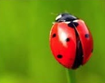 Ladybug on a green leaf