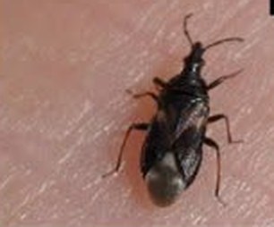 Minute pirate bug close-up
