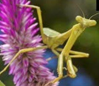 Praying mantis on a flower