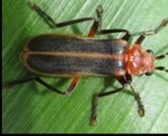 Soldier beetle on a leaf