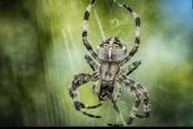 Garden spider in a web