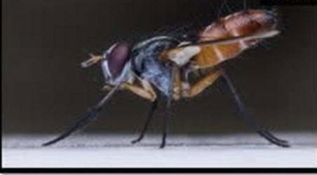 Tachinid fly side view