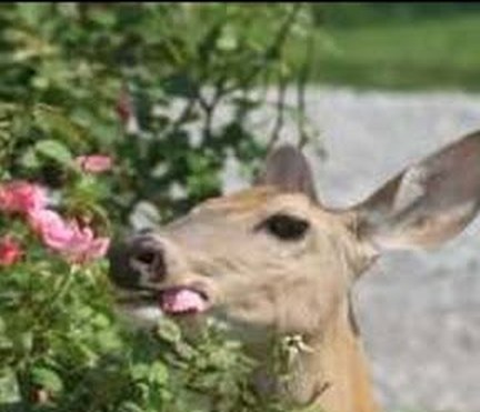 Deer eating rose blooms