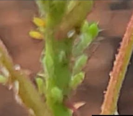 Aphids clustered on new rose growth