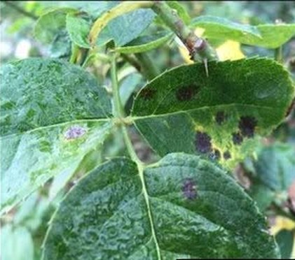 Black spot damage on rose foliage