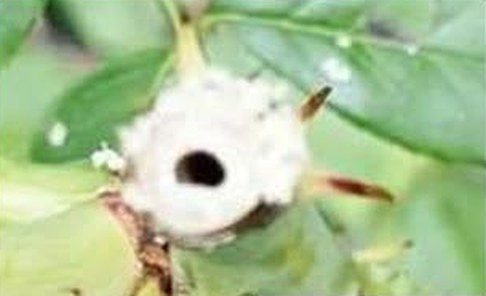 Rose cane with cane borer damage
