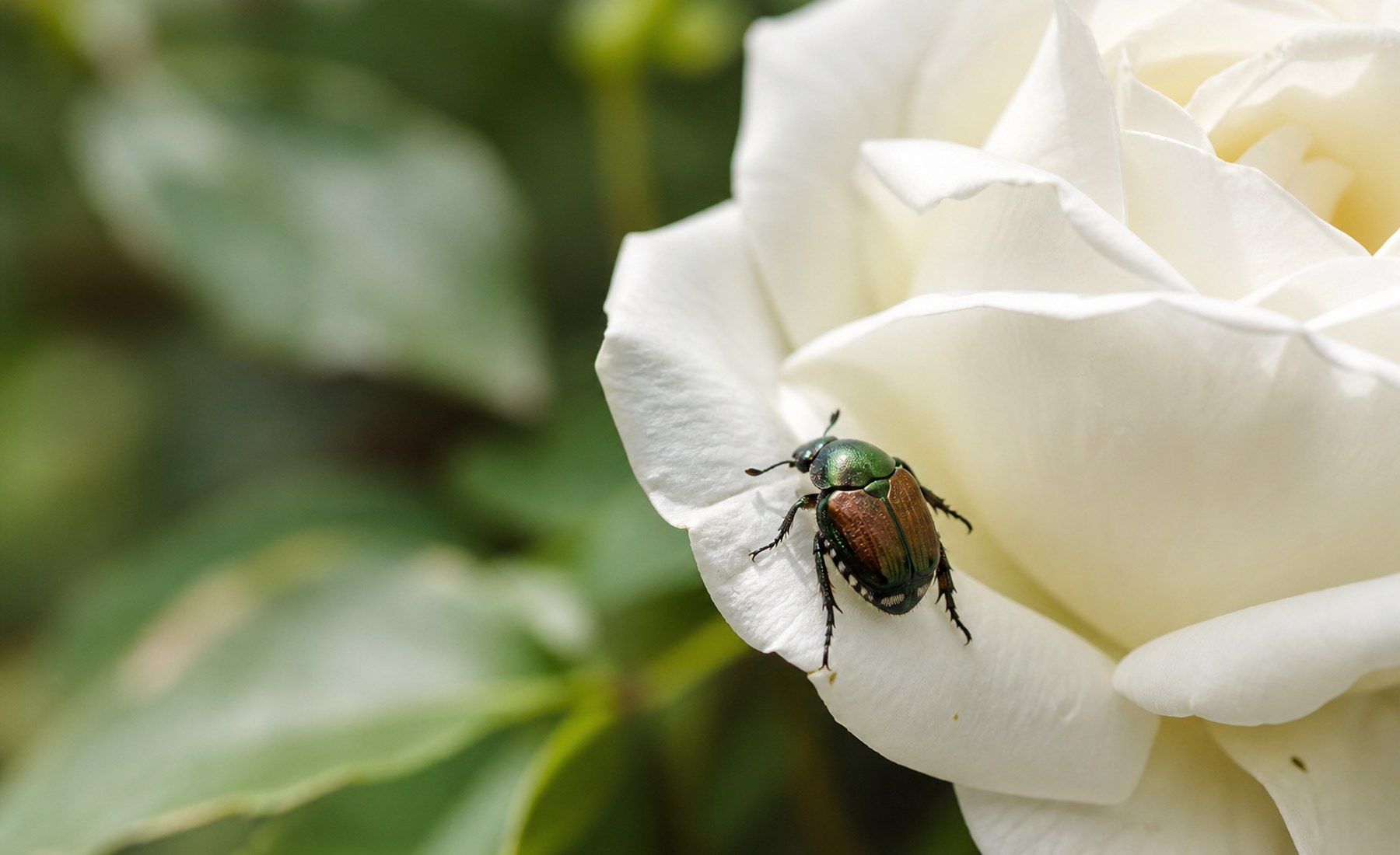 Japanese beetle on a white rose bloom