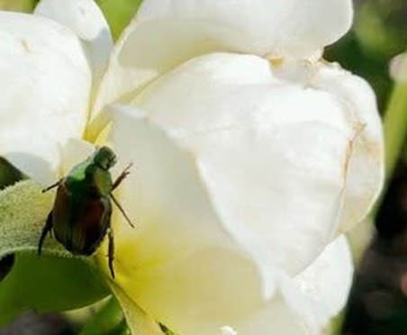 Japanese beetle on a white rose