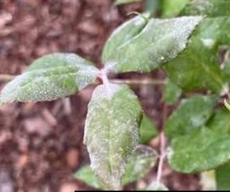 Powdery mildew on rose foliage