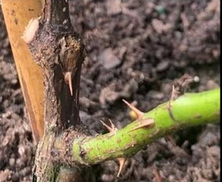 Rose canker or dieback on a rose cane