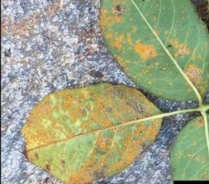 Rust spots on rose leaves