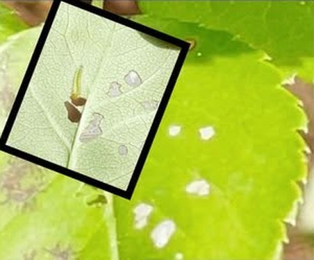 Sawfly larvae damage on a rose leaf