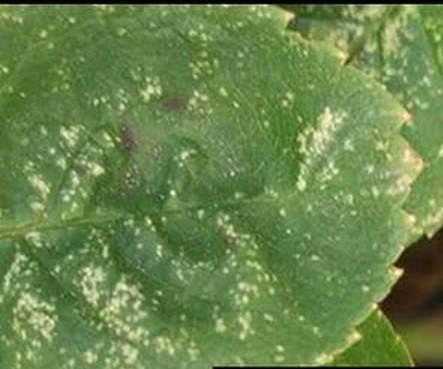 Spider mite stippling on rose foliage