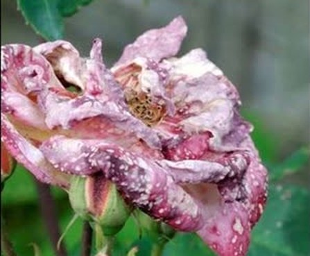 Thrips damage on rose petals