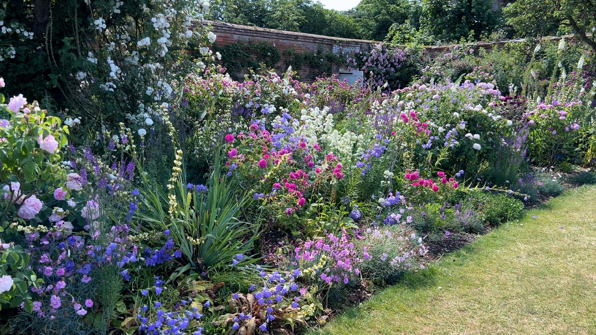 Rose bloom detail for the membership pricing page