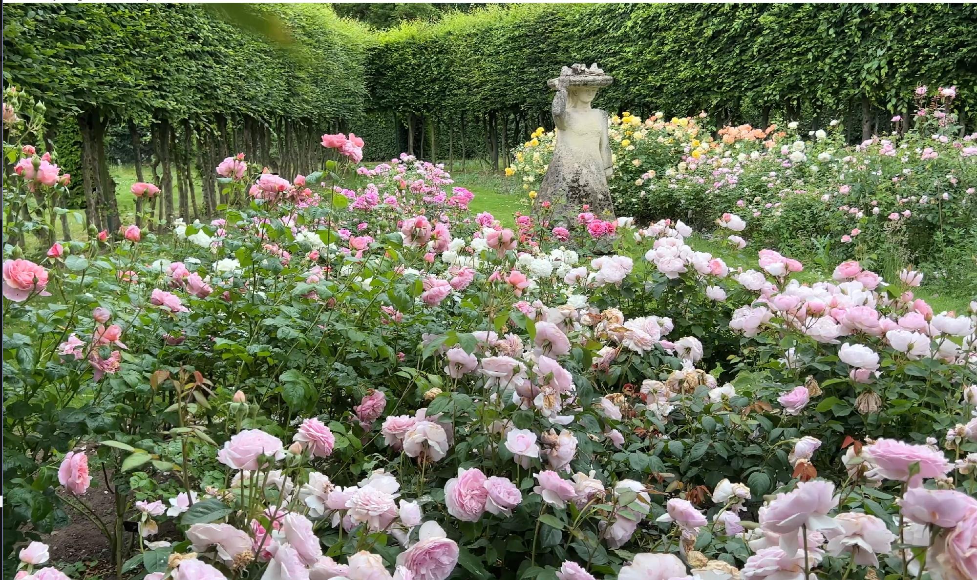 Rose bloom detail for the contact page