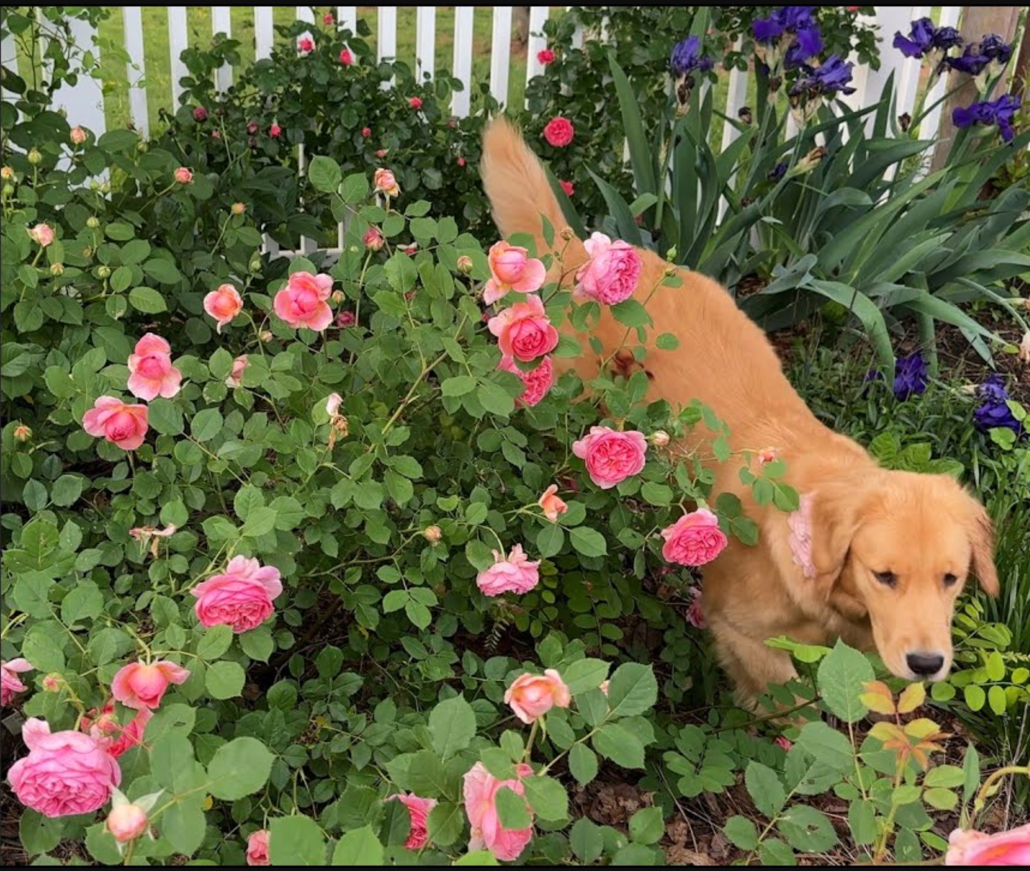 Dog resting among rose blooms for the FAQ page