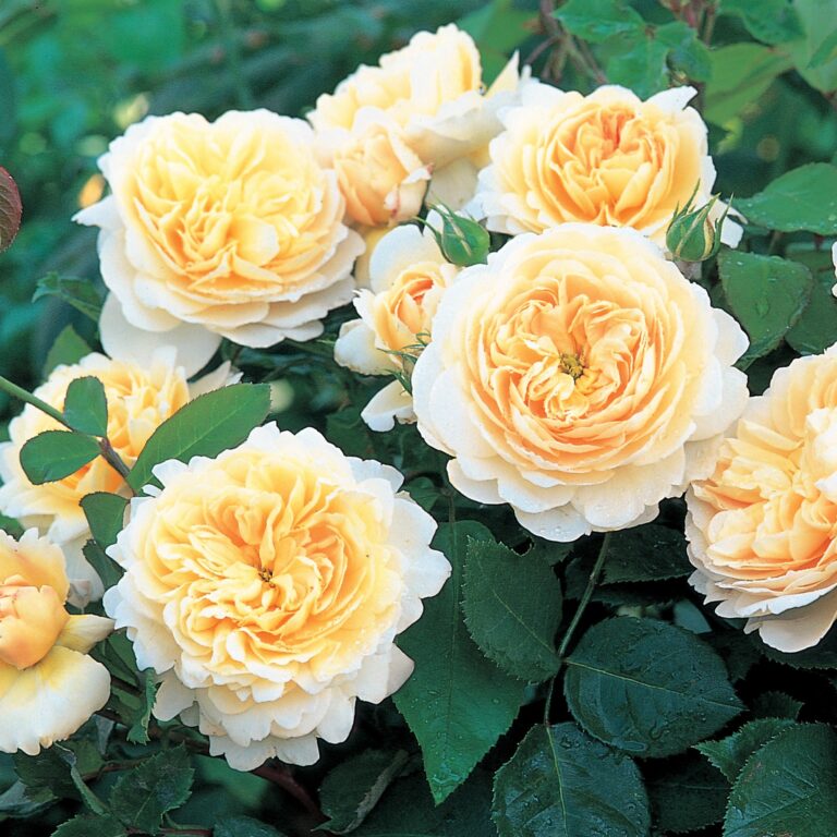 Crocus Rose (AUSquest)