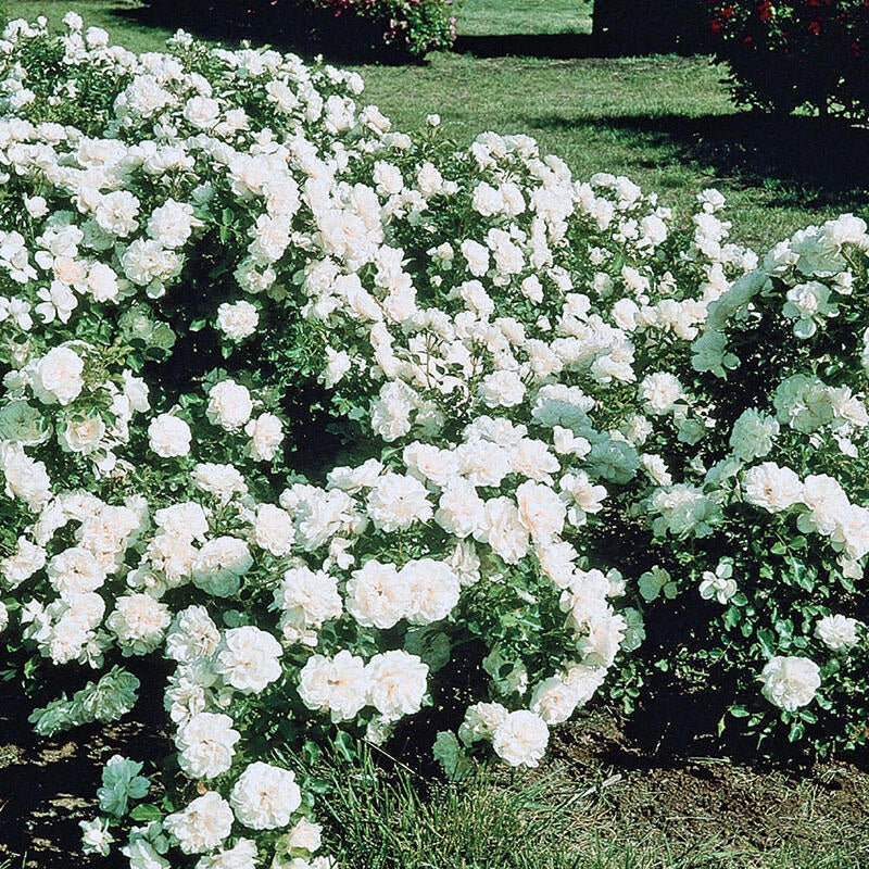 White Meidiland
