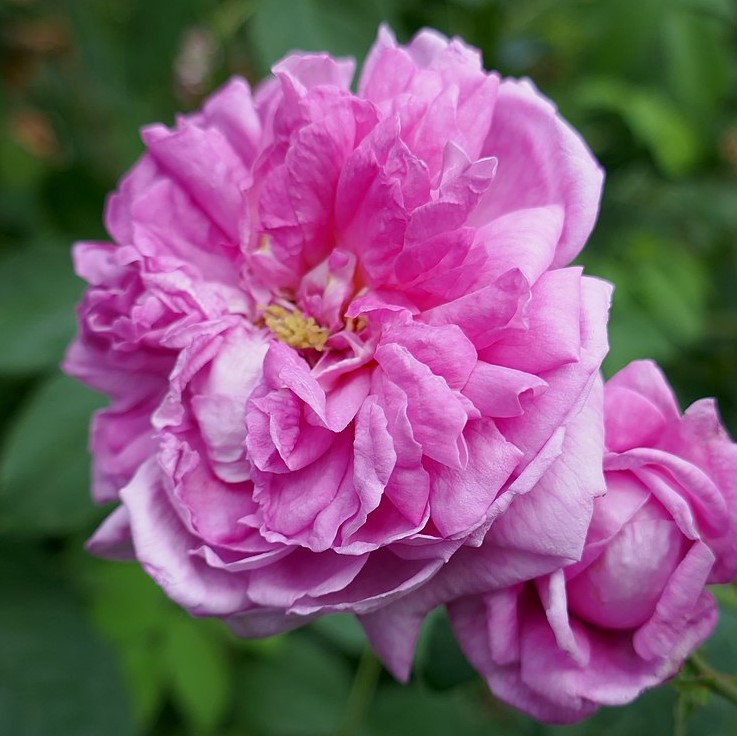 Ispahan