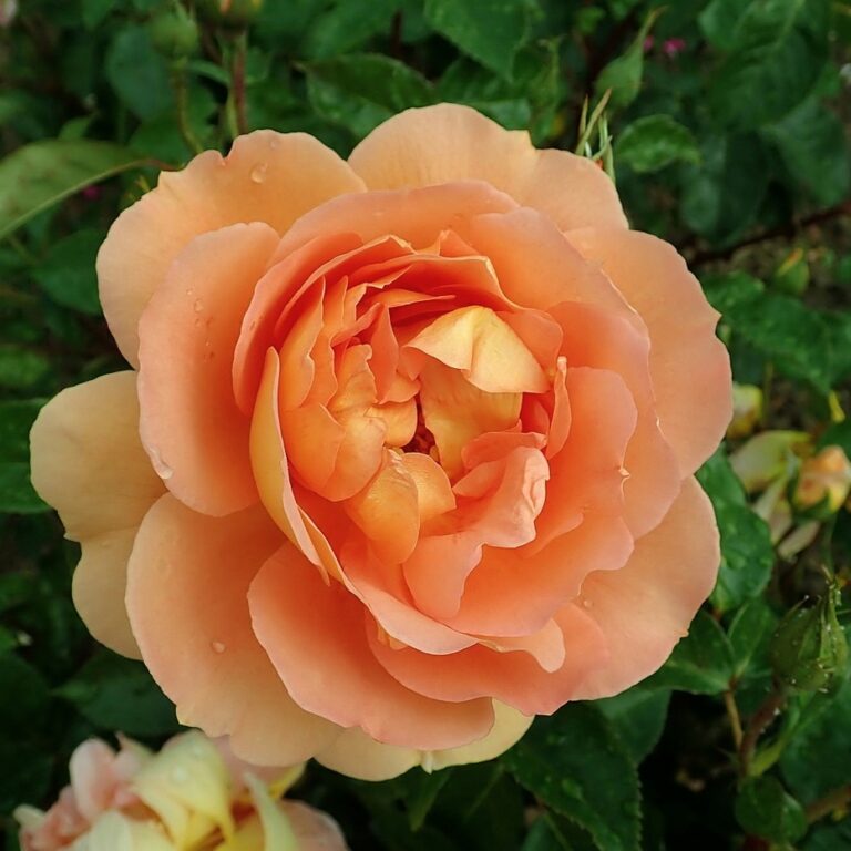 Pat Austin (AUSmum)