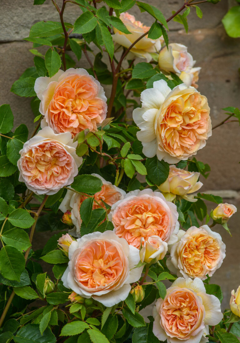 Bathsheba® (AUSchimbley)