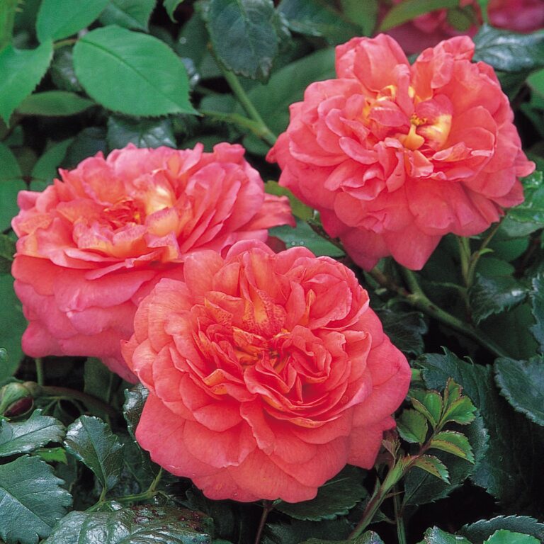 Christopher Marlowe (AUSjump)