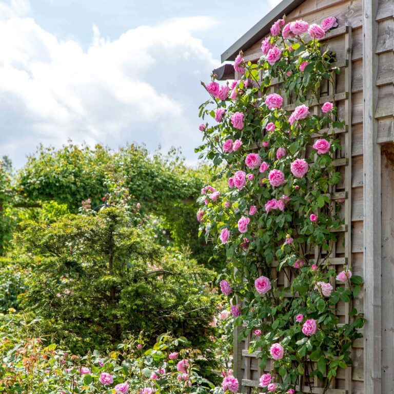 Gertrude Jekyll (AUSbord)