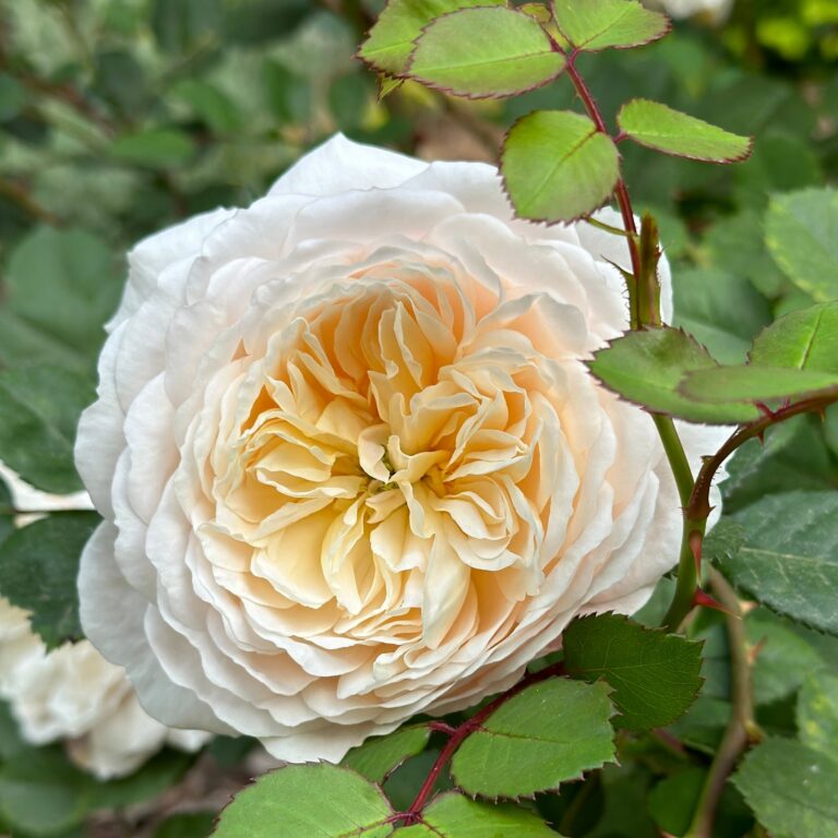 Crocus Rose (AUSquest)