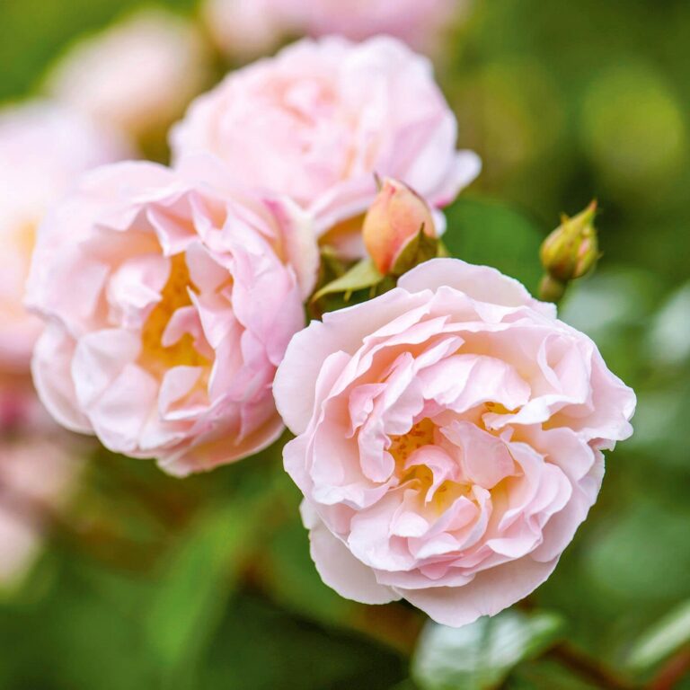 Lady of the Lake (AUSherbert)