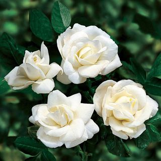 White New Dawn