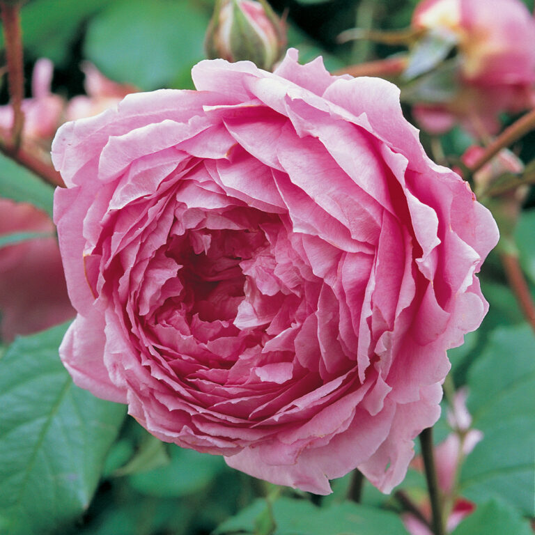Huntington Rose (AUSjive)
