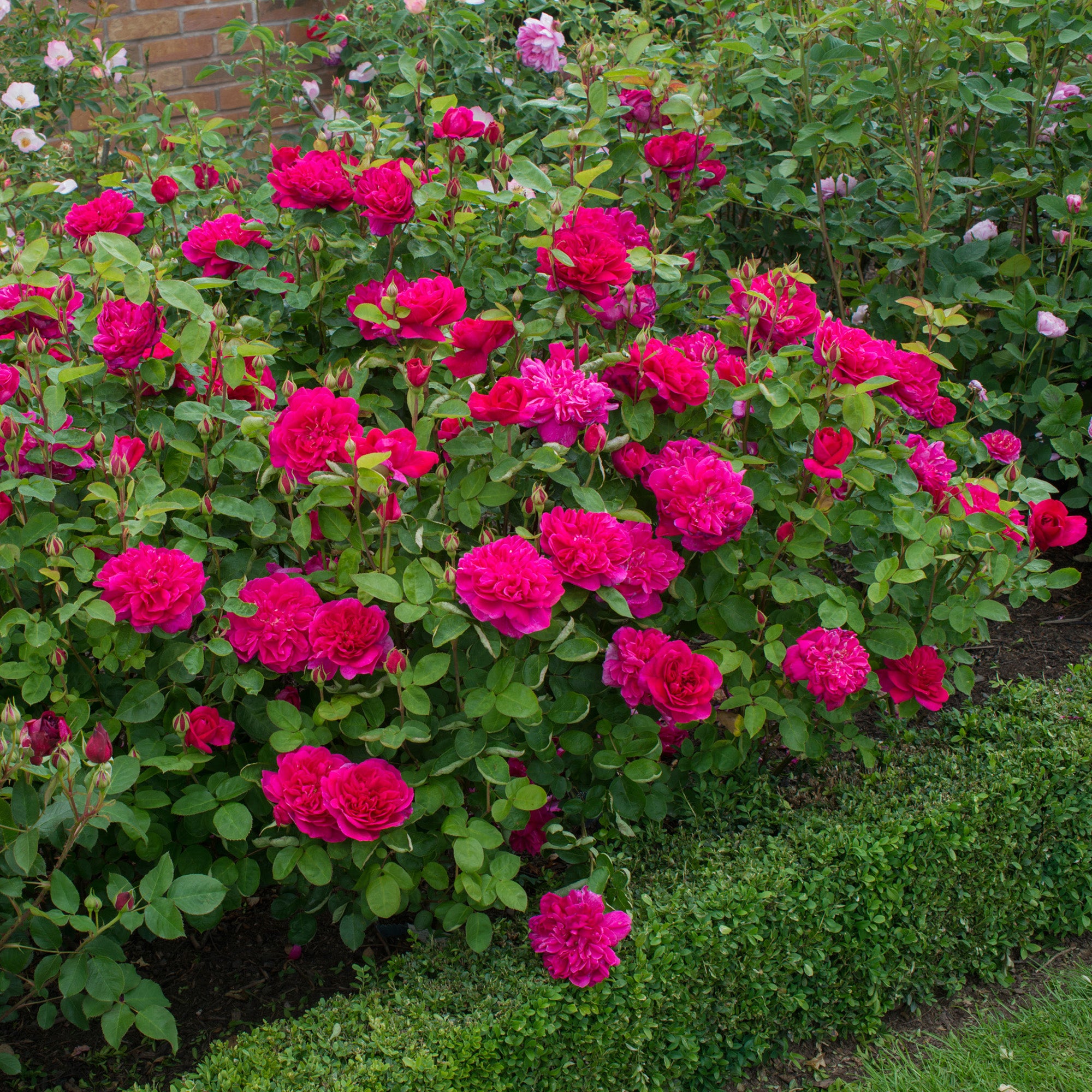 Sophy’s Rose (AUSlot)