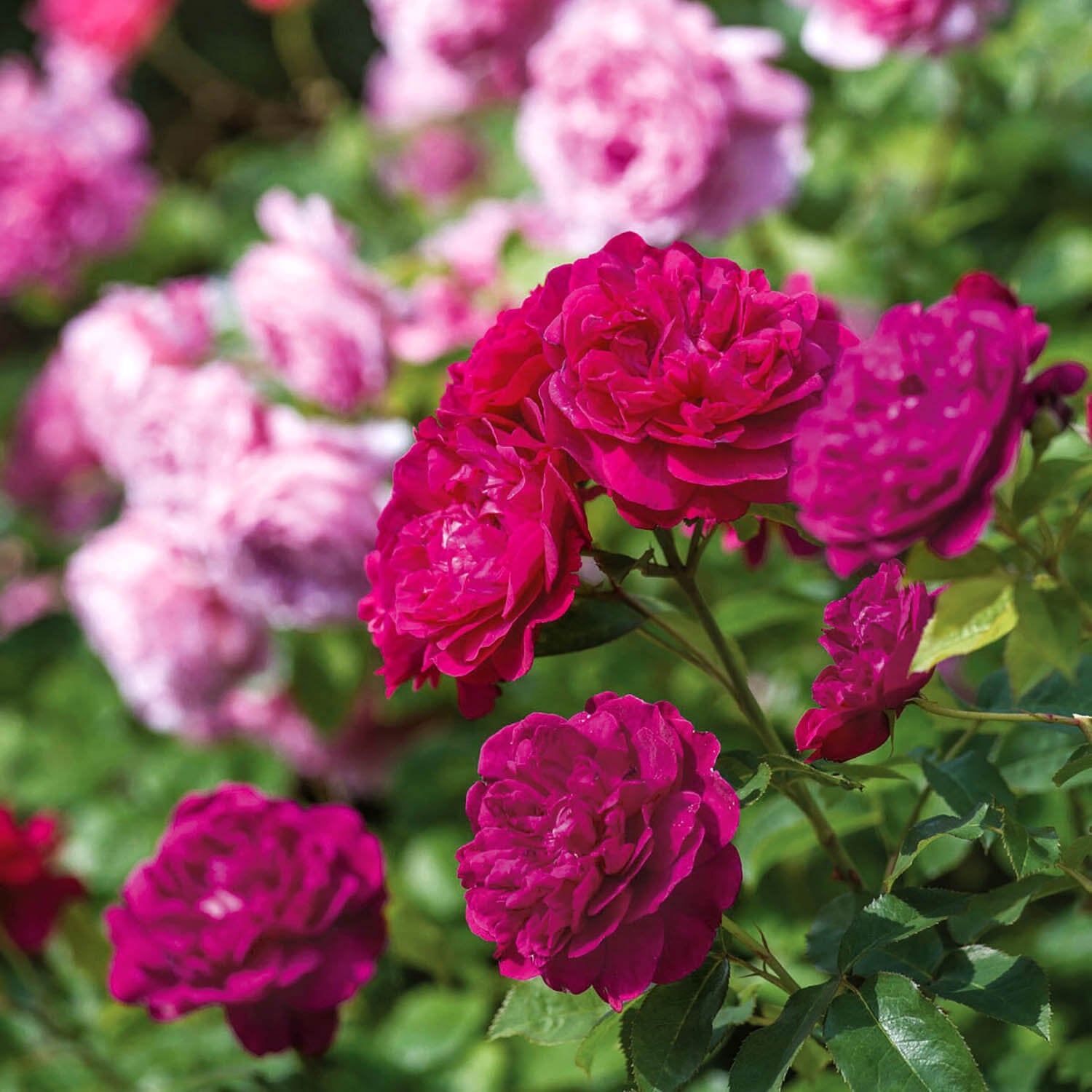 Darcey Bussell® (AUSdecorum)
