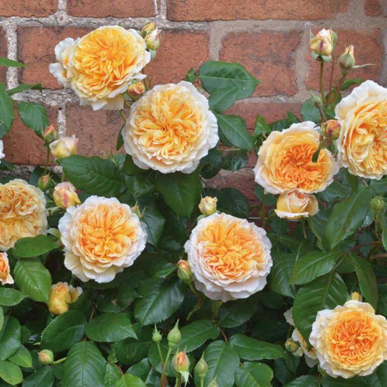 Crown Princess Margareta® (AUSwinter)