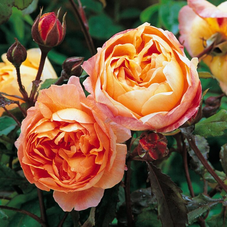 Lady Emma Hamilton®(AUSbrother)