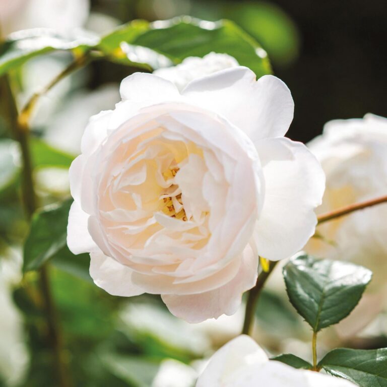 Desdemona® (AUSkindling)