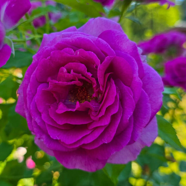 Sweet Madame blue