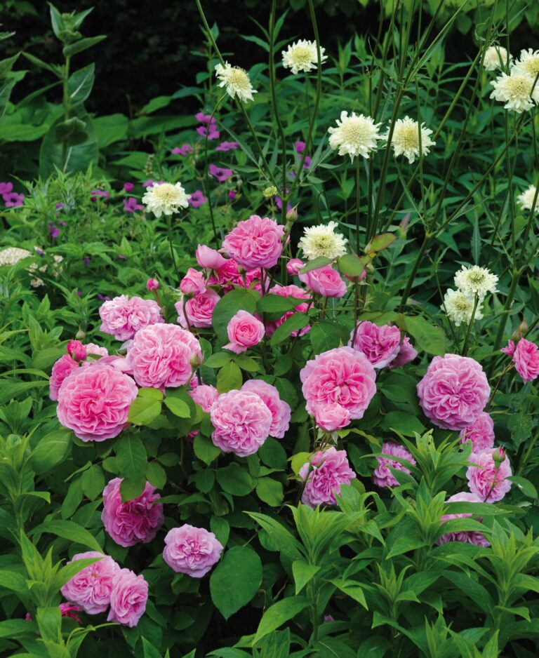 Gertrude Jekyll (AUSbord)