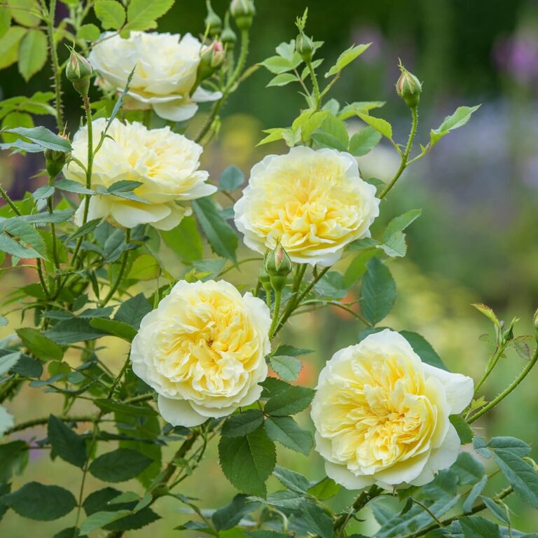 The Country Parson®