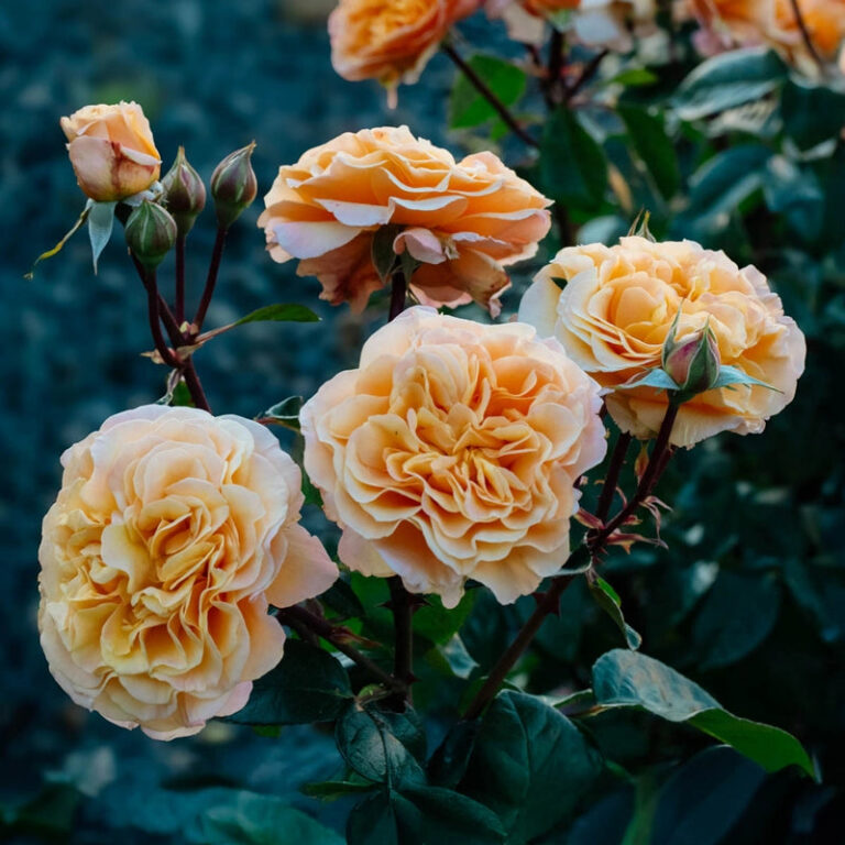 Morning Glow