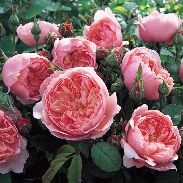 The Alnwick Rose (AUSgrab)