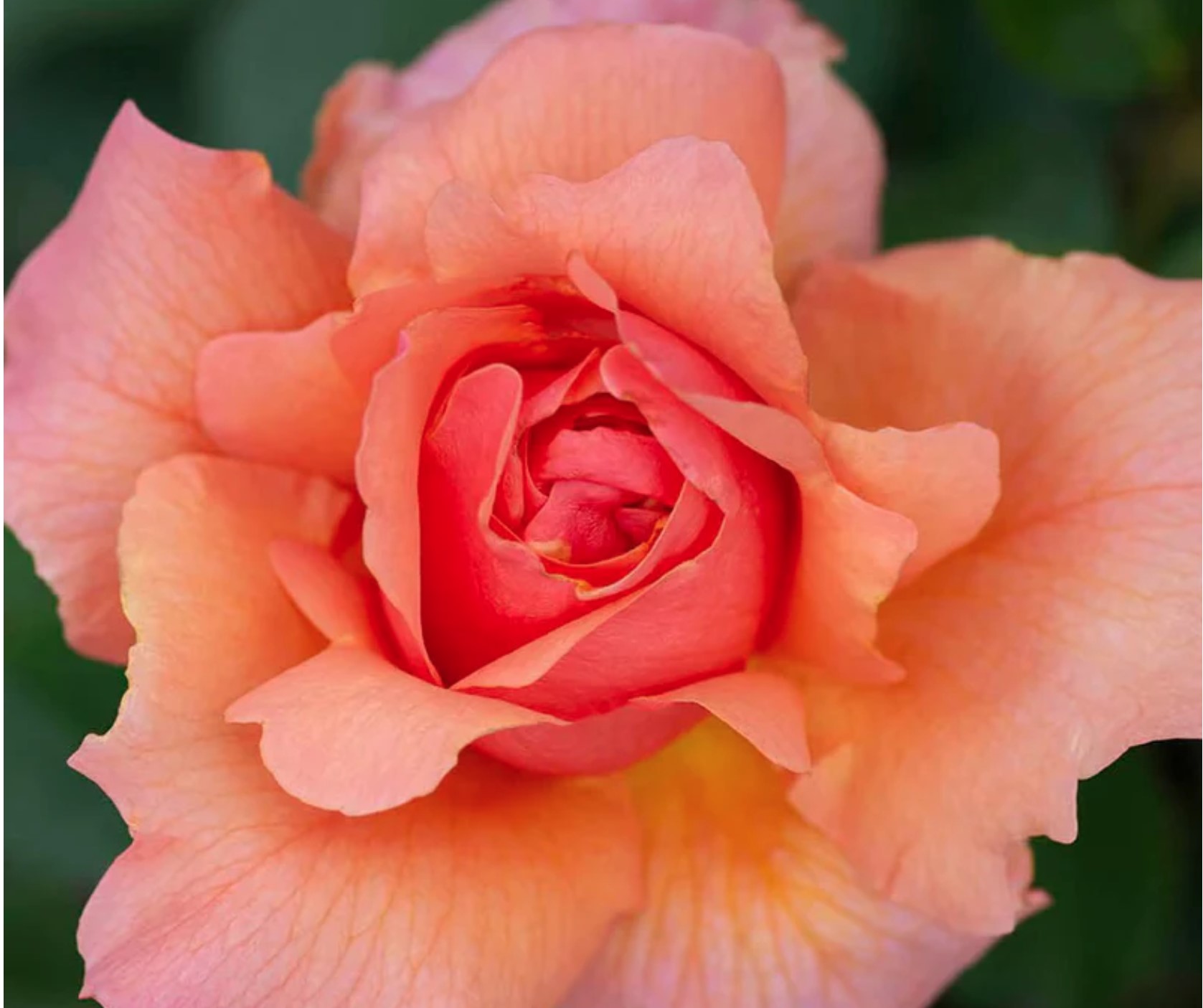 Apricot Candy ™