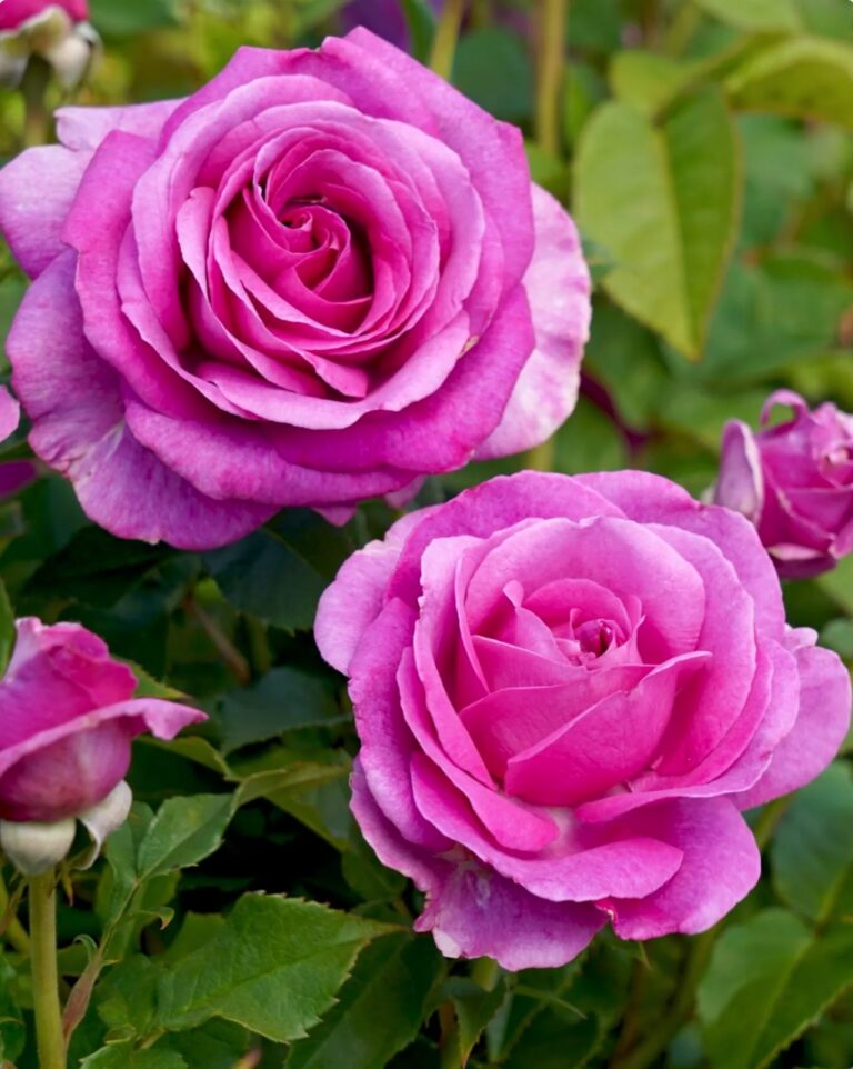 Adorable™ Parfuma®