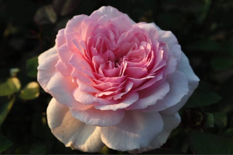 Alexandra – Princesse de Luxembourg ®